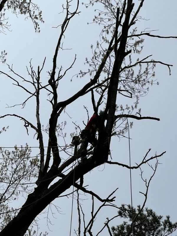 Tree service work