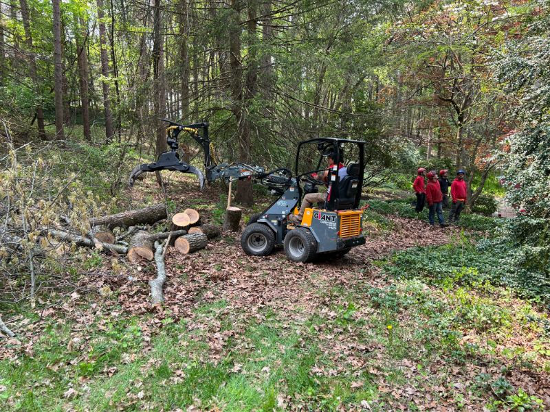 oakes tree service removing tree trunks