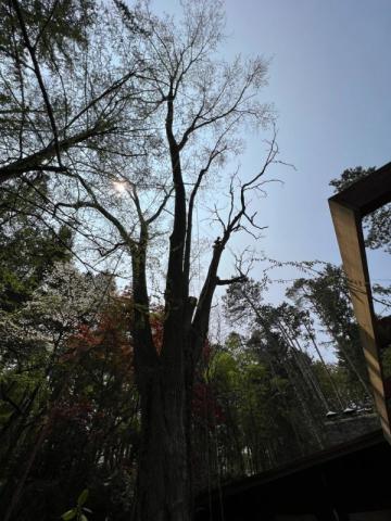 tall leafless tree with sunlight peeking through branches