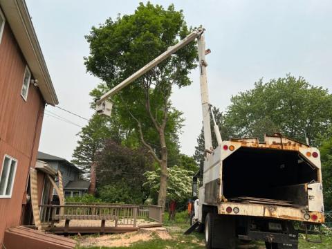 bucket truck lifting worker to trim branches from a tall tree