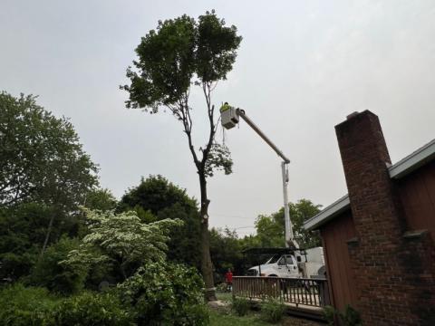 worker trimming a tall tree using a bucket truck