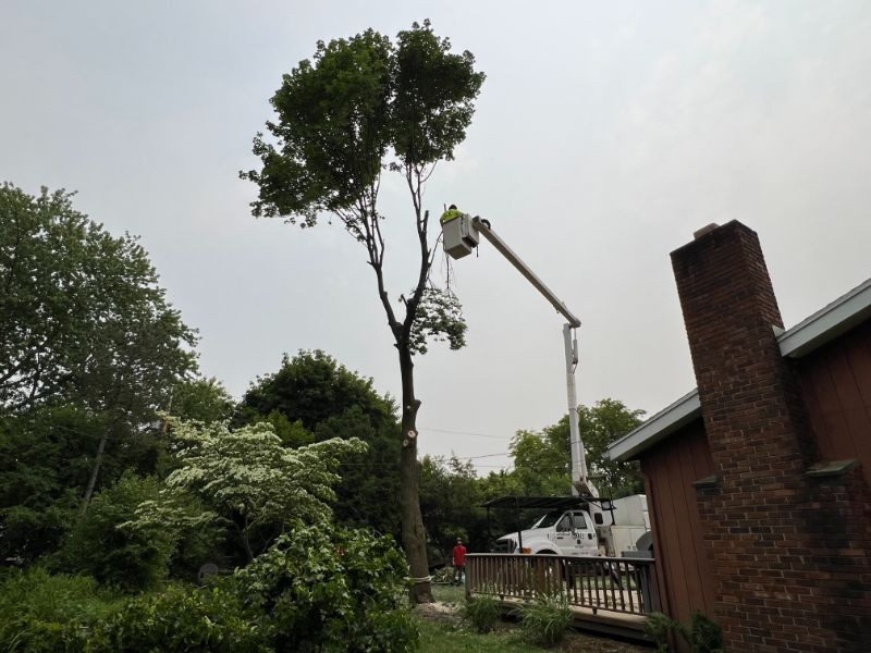 worker trimming a tall tree using a bucket truck
