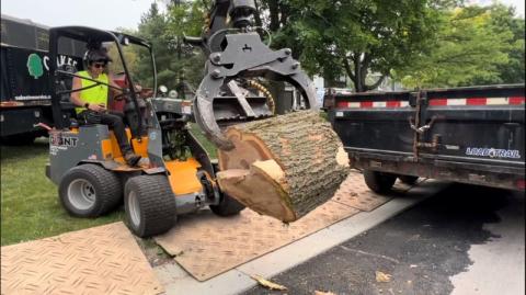 tree trunk removal