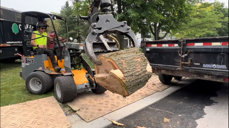 tree trunk removal