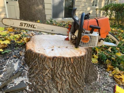 stihl chainsaw resting on freshly cut tree stump