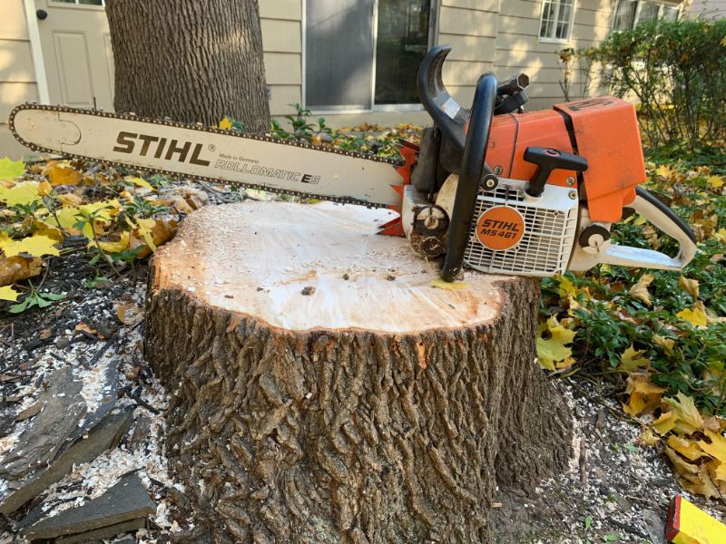 stihl chainsaw resting on freshly cut tree stump