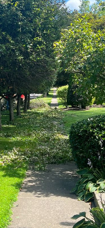 tree branches covering a sidewalk in a neighborhood