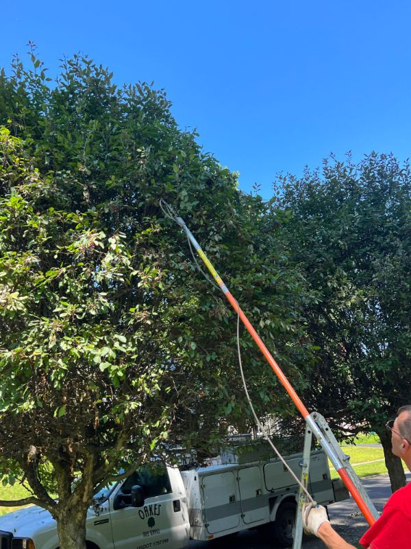 person trimming tree branches with pole saw