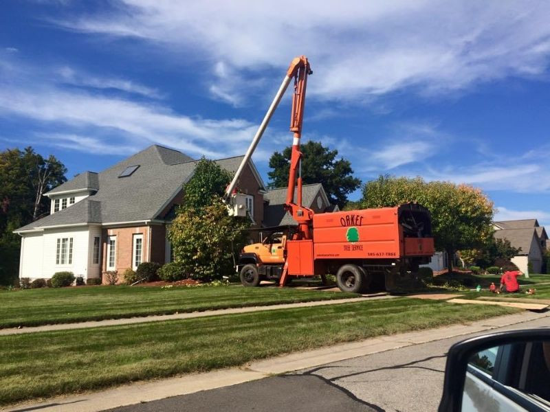 orange tree service truck with a boom lift trimming trees near a suburban house