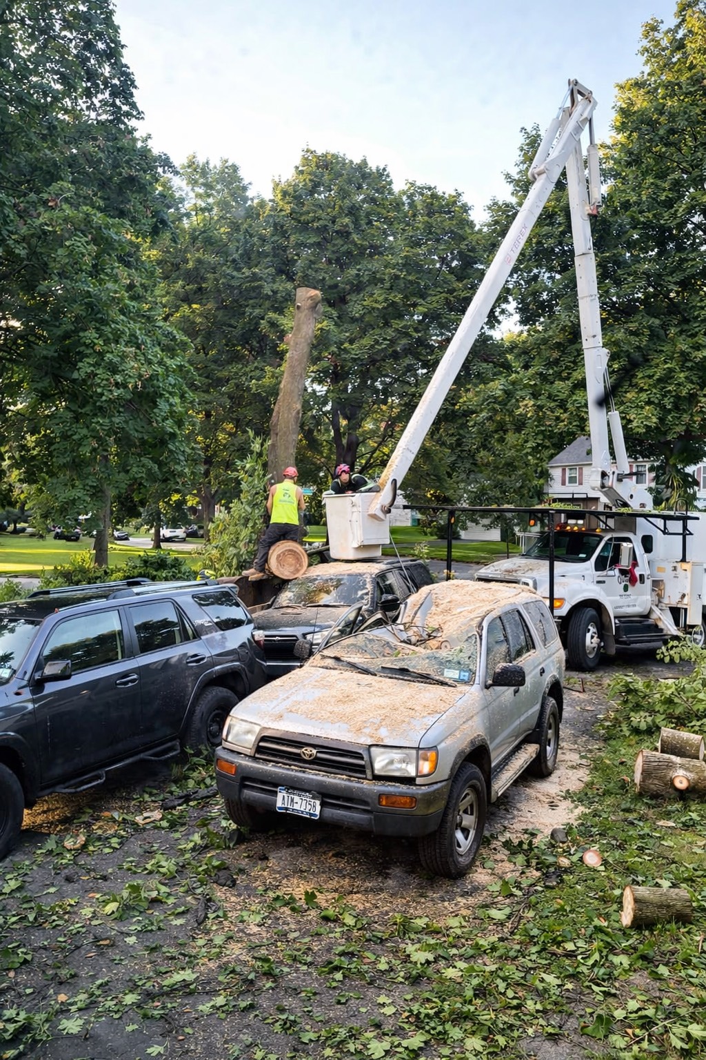 emergency tree service 1