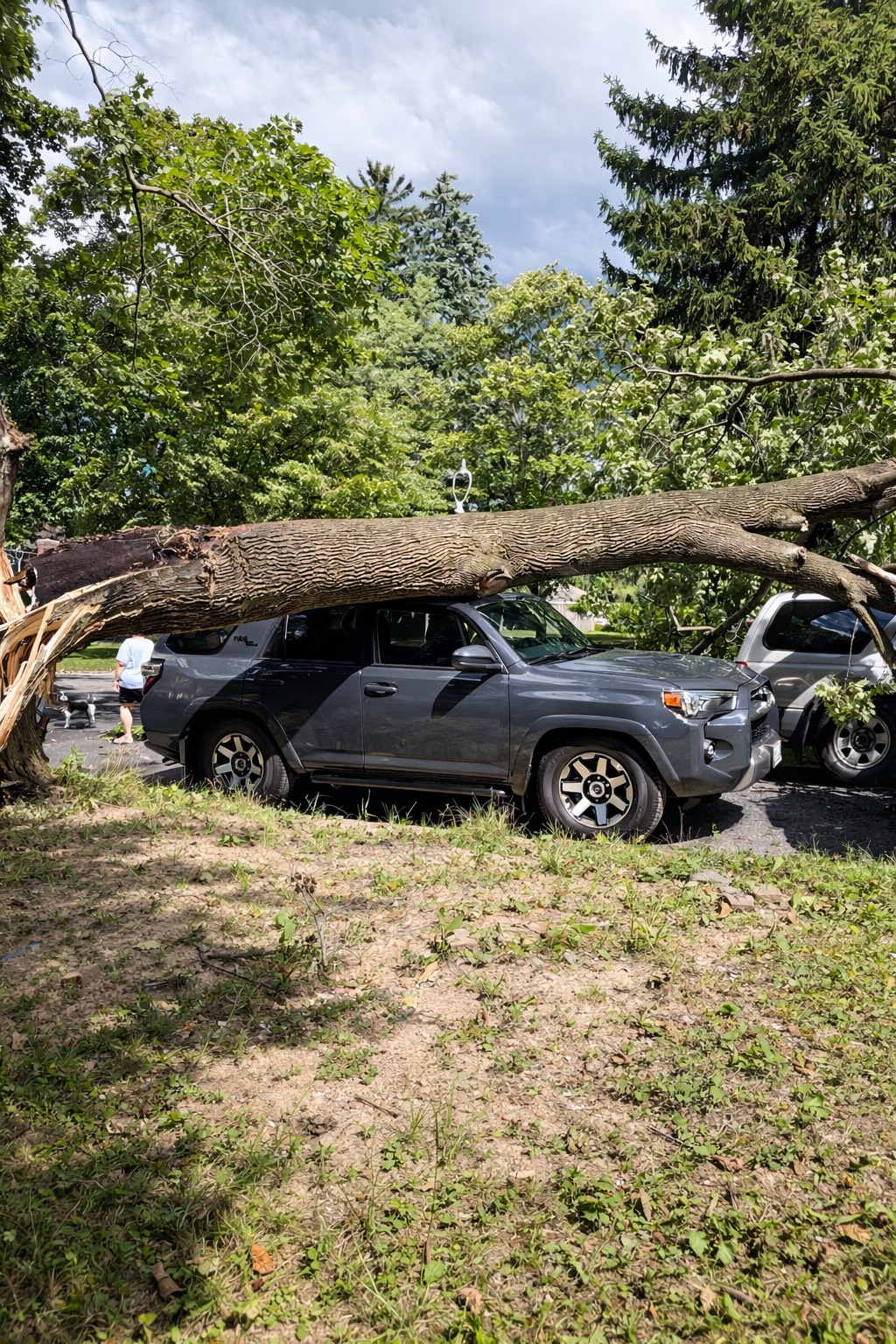 emergency tree service 2