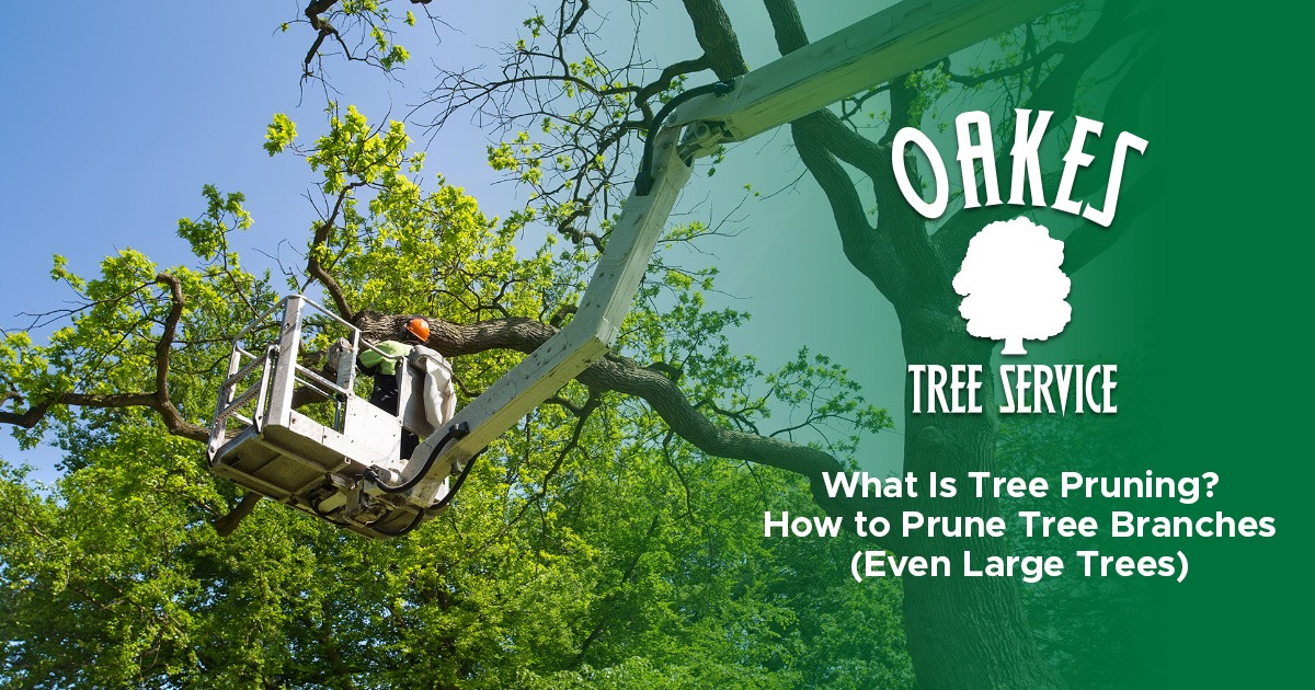 A worker in a lift prunes a tall tree while working on tree maintenance in Rochester, NY.