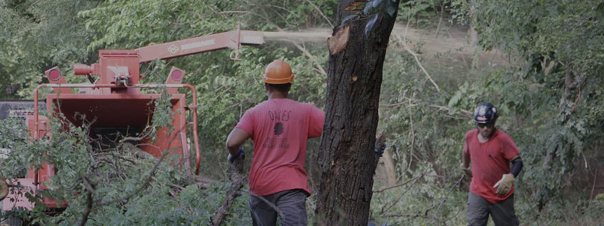 oakes tree service employees on job site