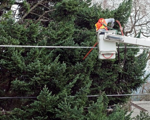 oakes tree pruning