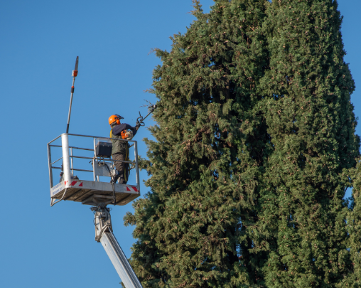 oakes tree pruning