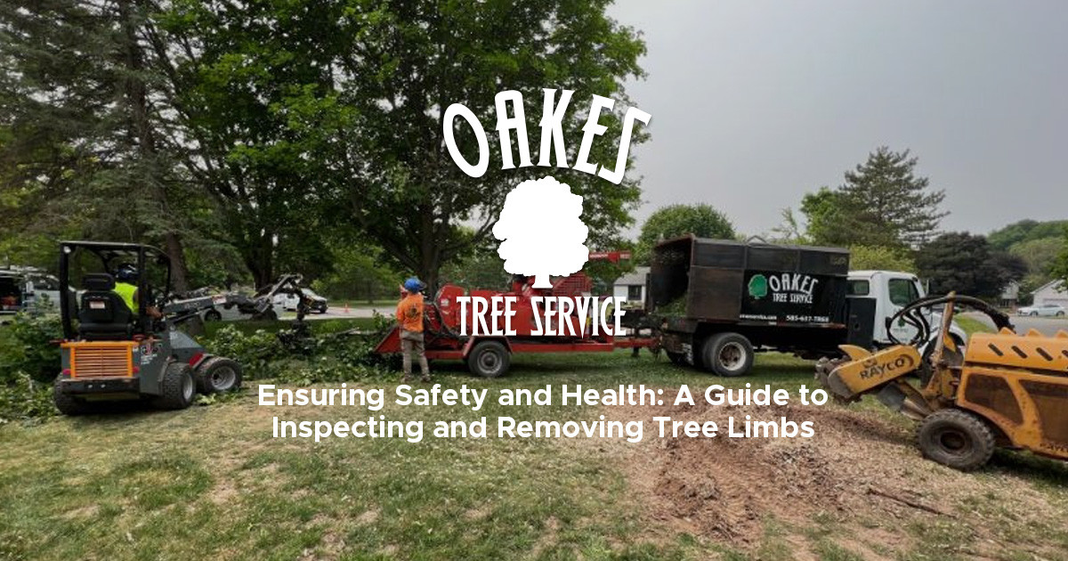 Ensuring Safety and Health: A Guide to Inspecting and Removing Tree Limbs