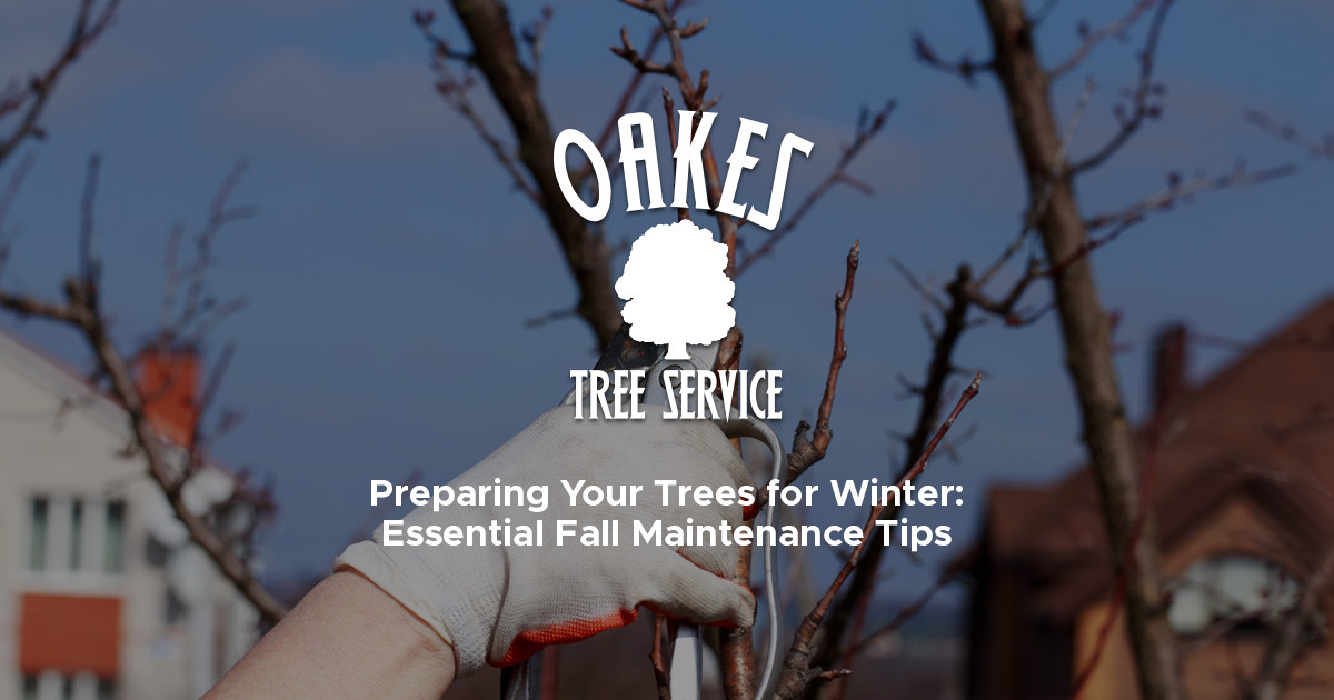Preparing Your Trees for Winter: Essential Fall Maintenance Tips