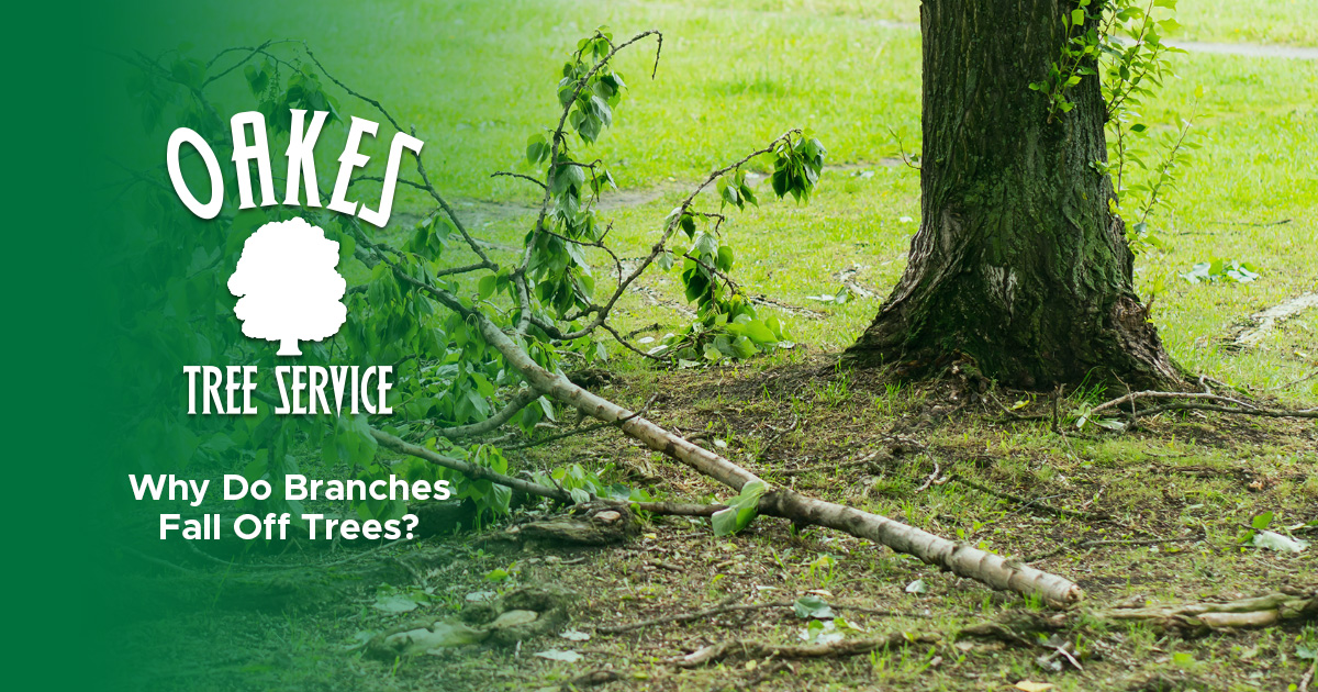 Why Do Branches Fall Off Trees?
