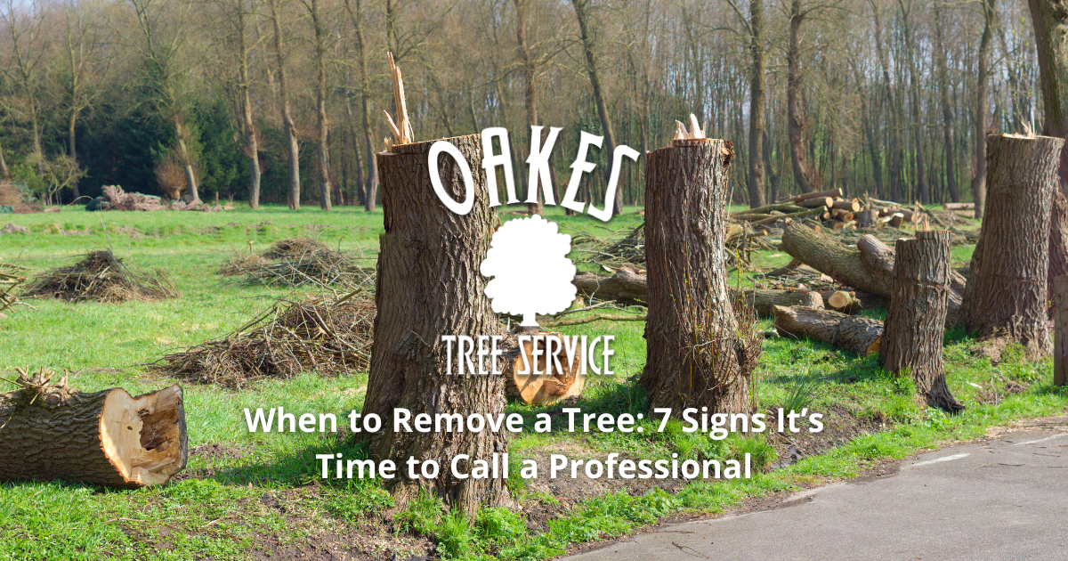 When to Remove a Tree: 7 Signs It’s Time to Call a Professional