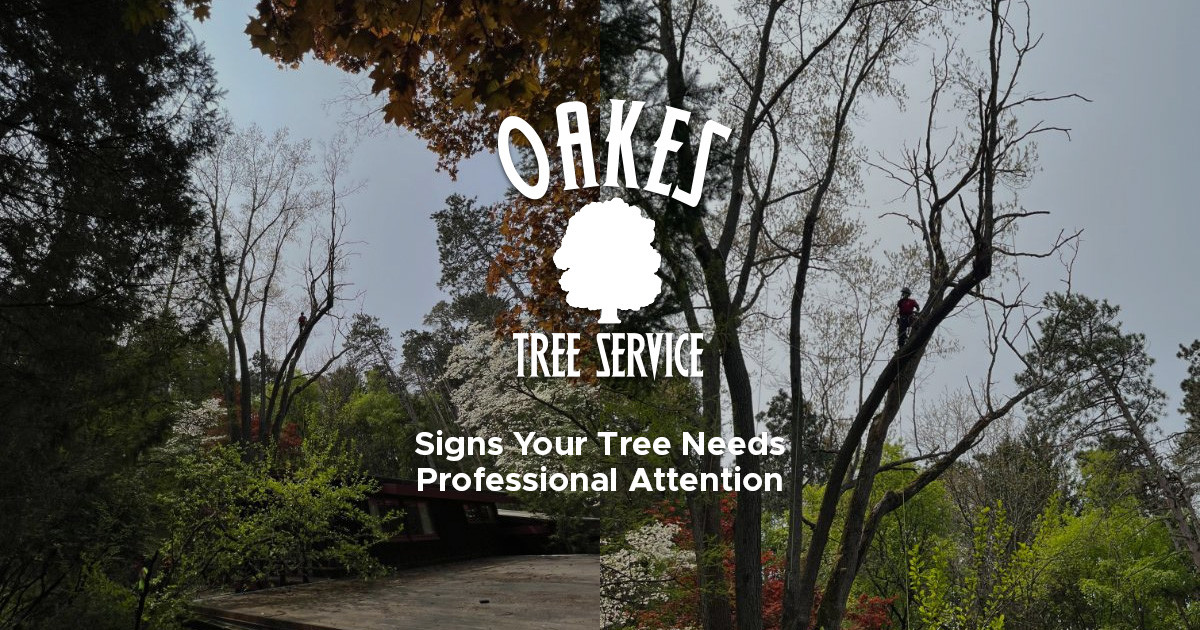 Signs Your Tree Needs Professional Attention