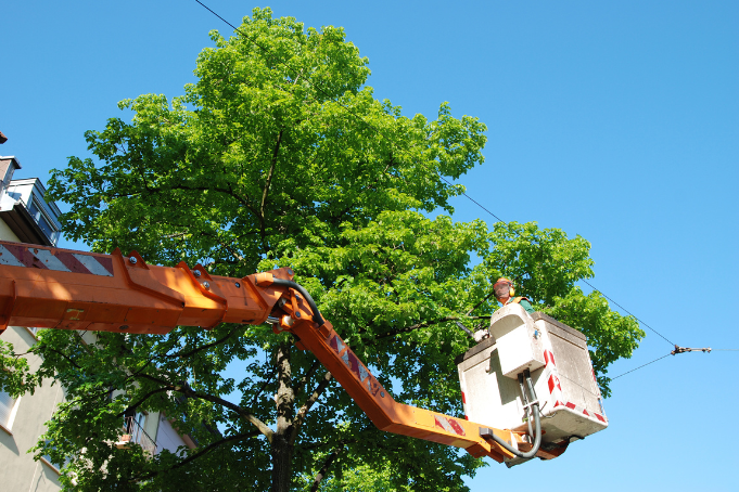man in bucket lift truck trimming a tree