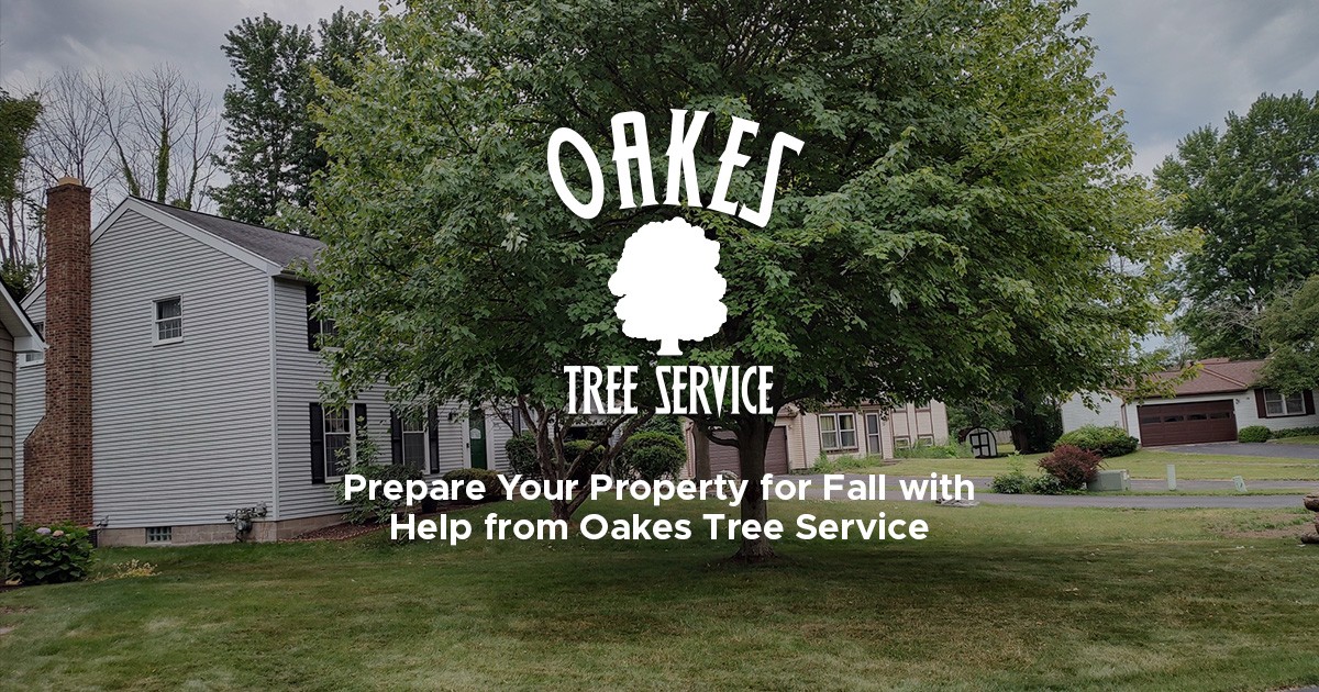 Prepare Your Property for Fall with Help from Oakes Tree Service