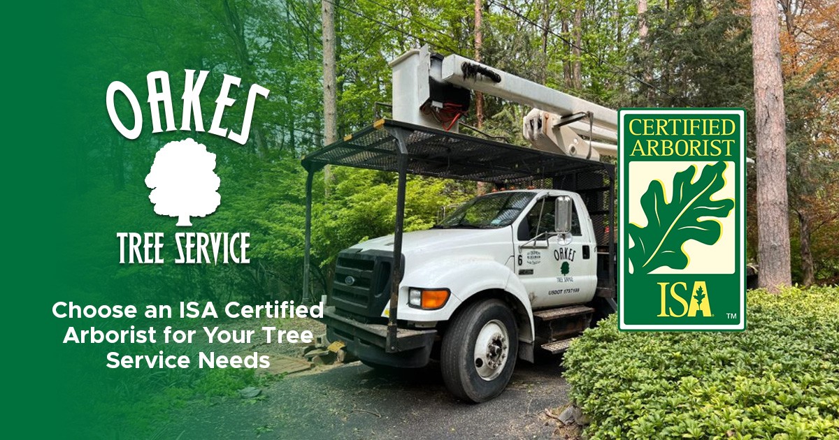 Choose an ISA Certified Arborist for Your Tree Service Needs