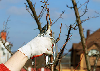 Corrective pruning service placeholder image.