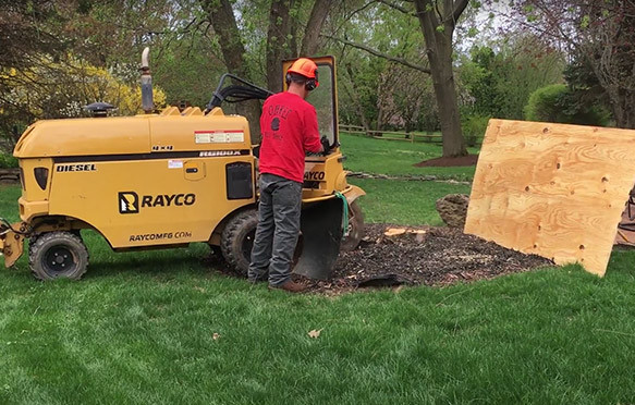 professional stump grinding