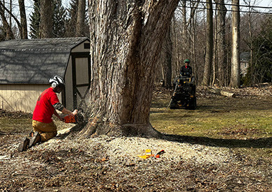 Person using chainsaw on large tree
