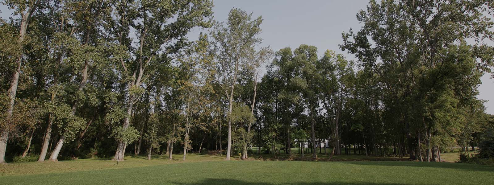 Grassy field bordered by tall, leafy trees