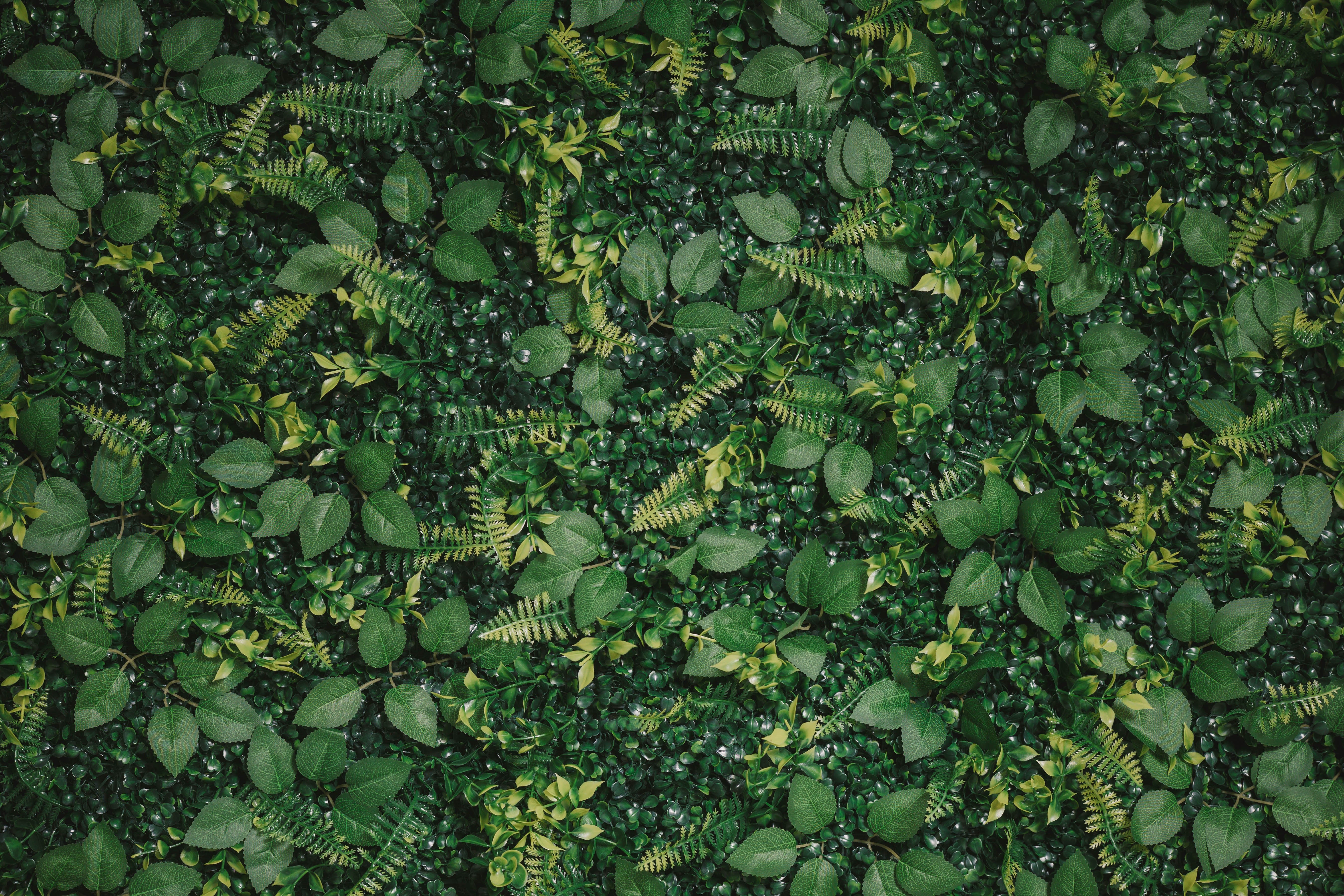 Hedge Over Heels close-up detail