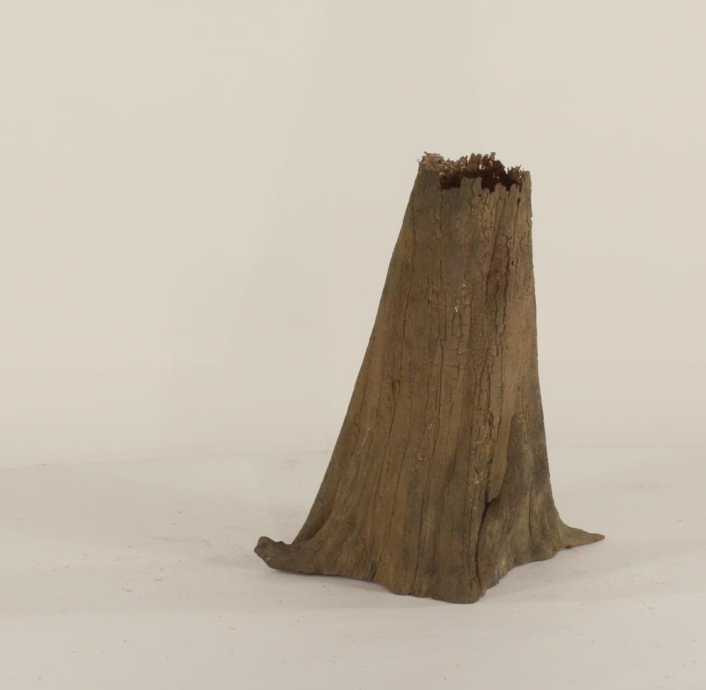 Cypress Stump - 003