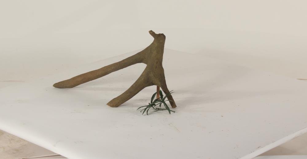 Mangrove Root - 001