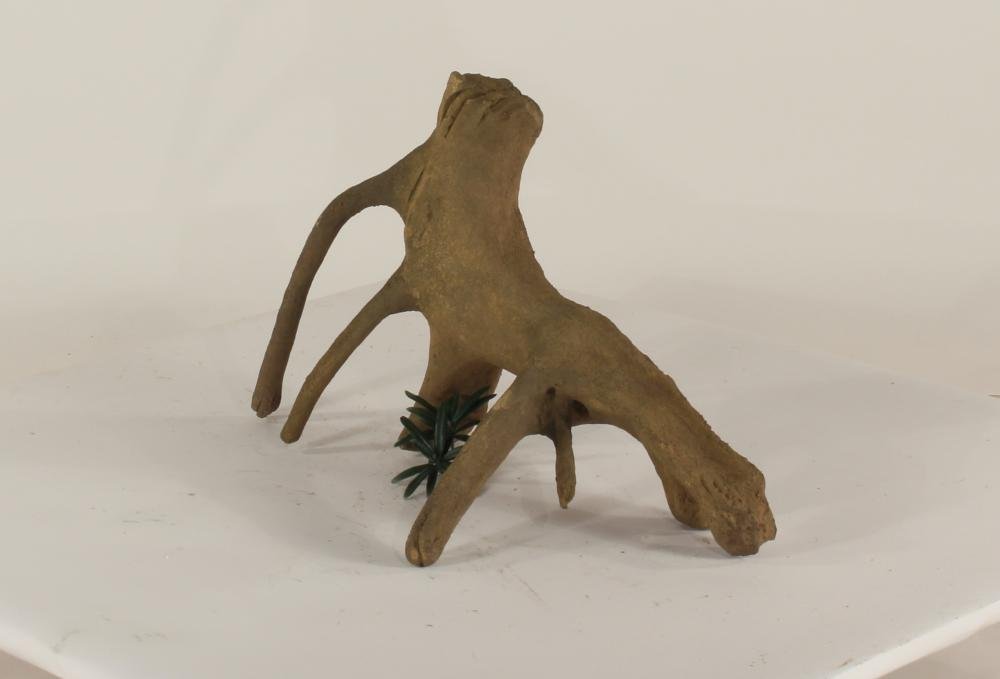 Mangrove Root - 003