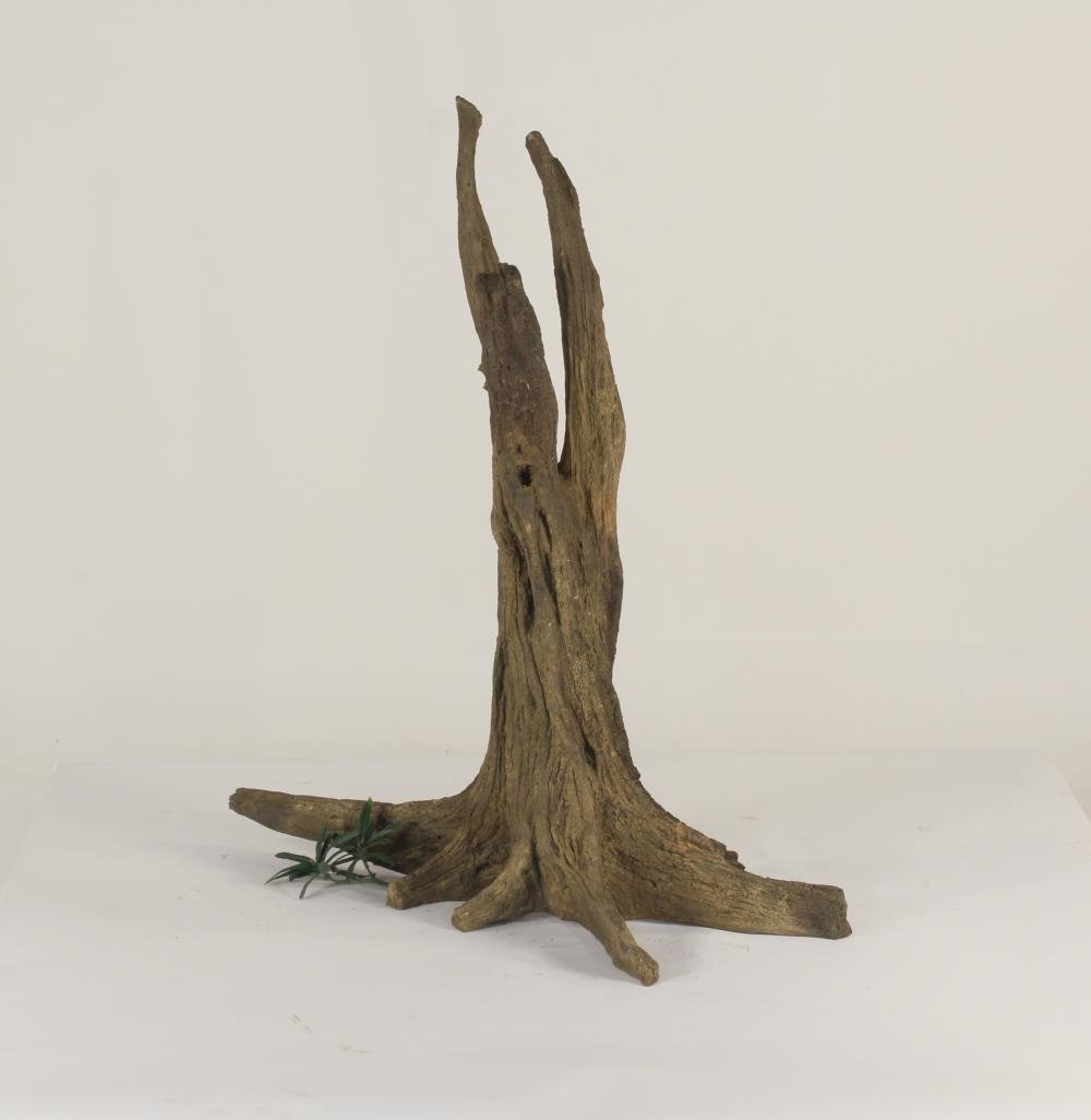 Tree Stump - 003