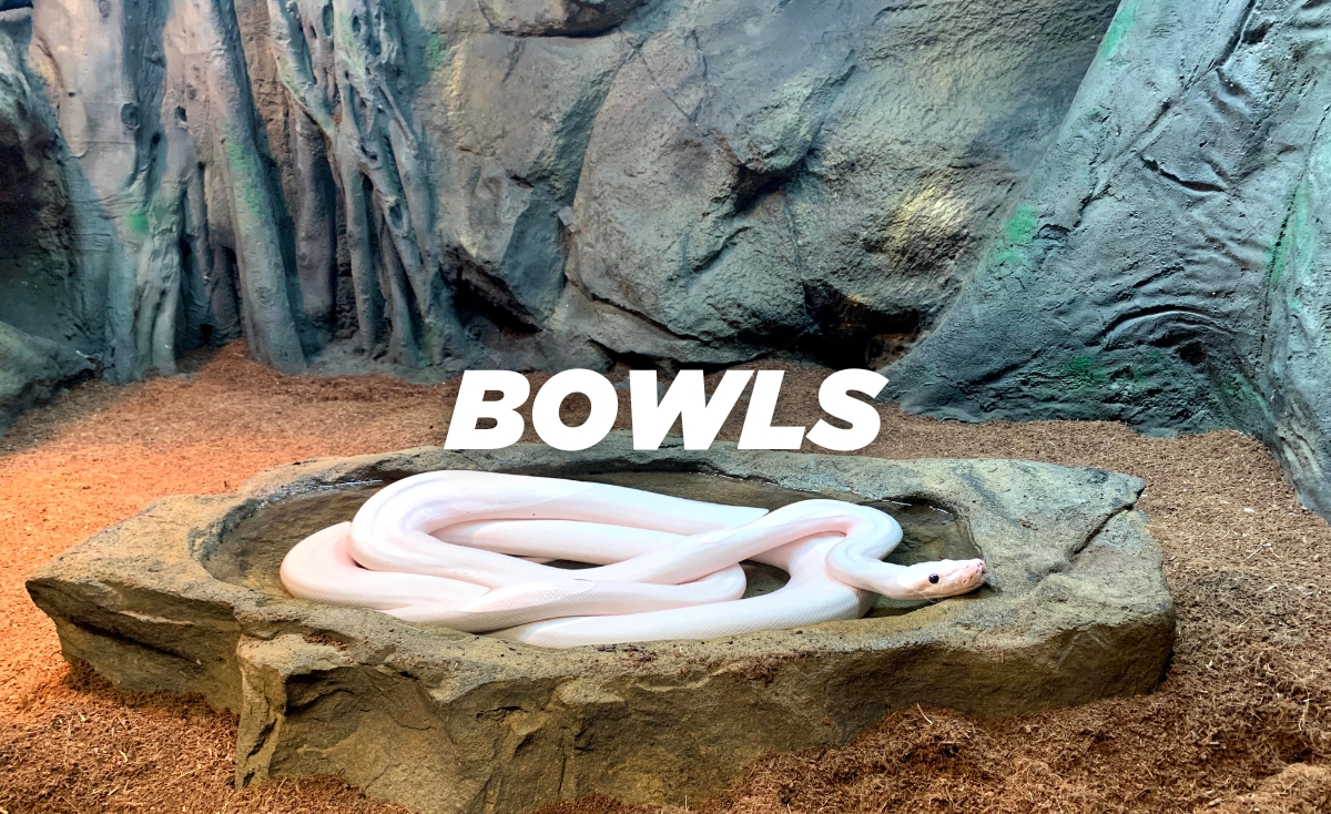Reptile food and water bowls