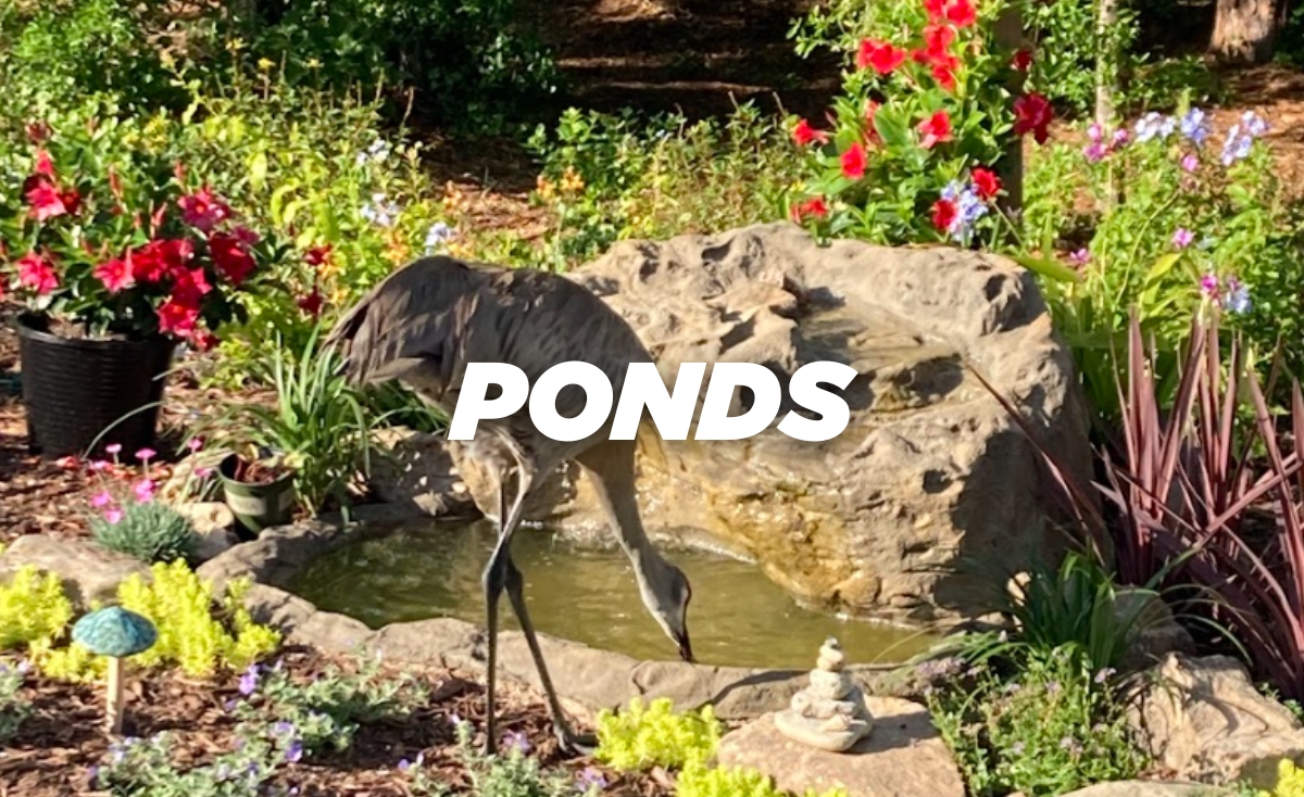 Zoo animal enclosure ponds for swimming and drinking