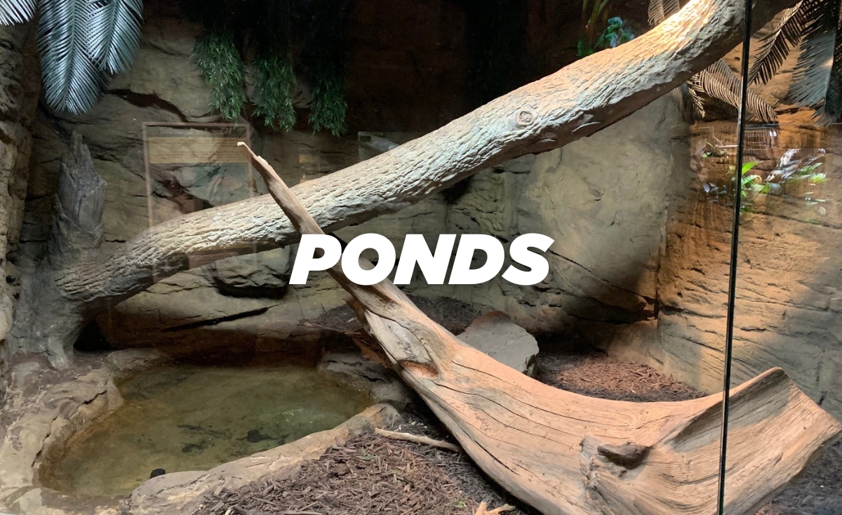 Reptile enclosure ponds