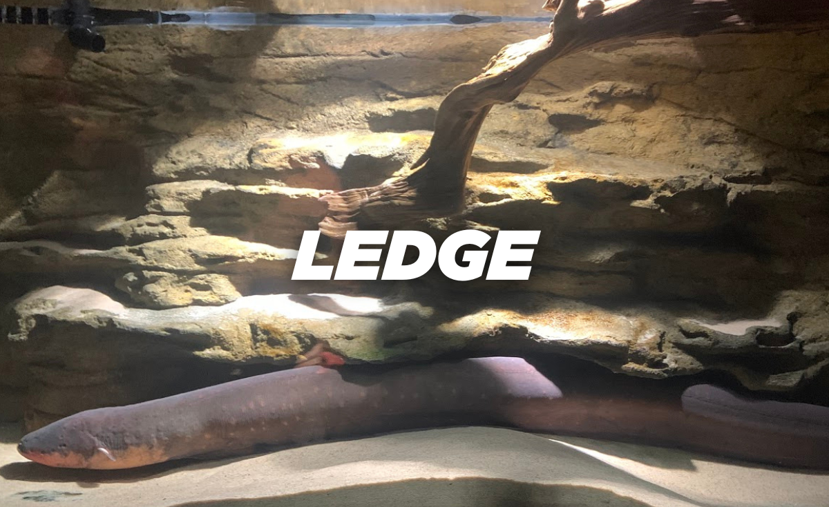 Ledge 3D Background for fish
