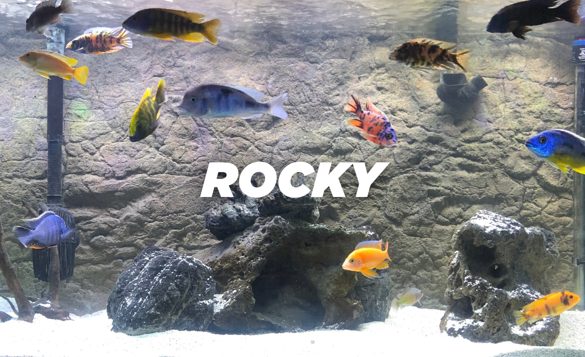 Rocky 3D Background for fish