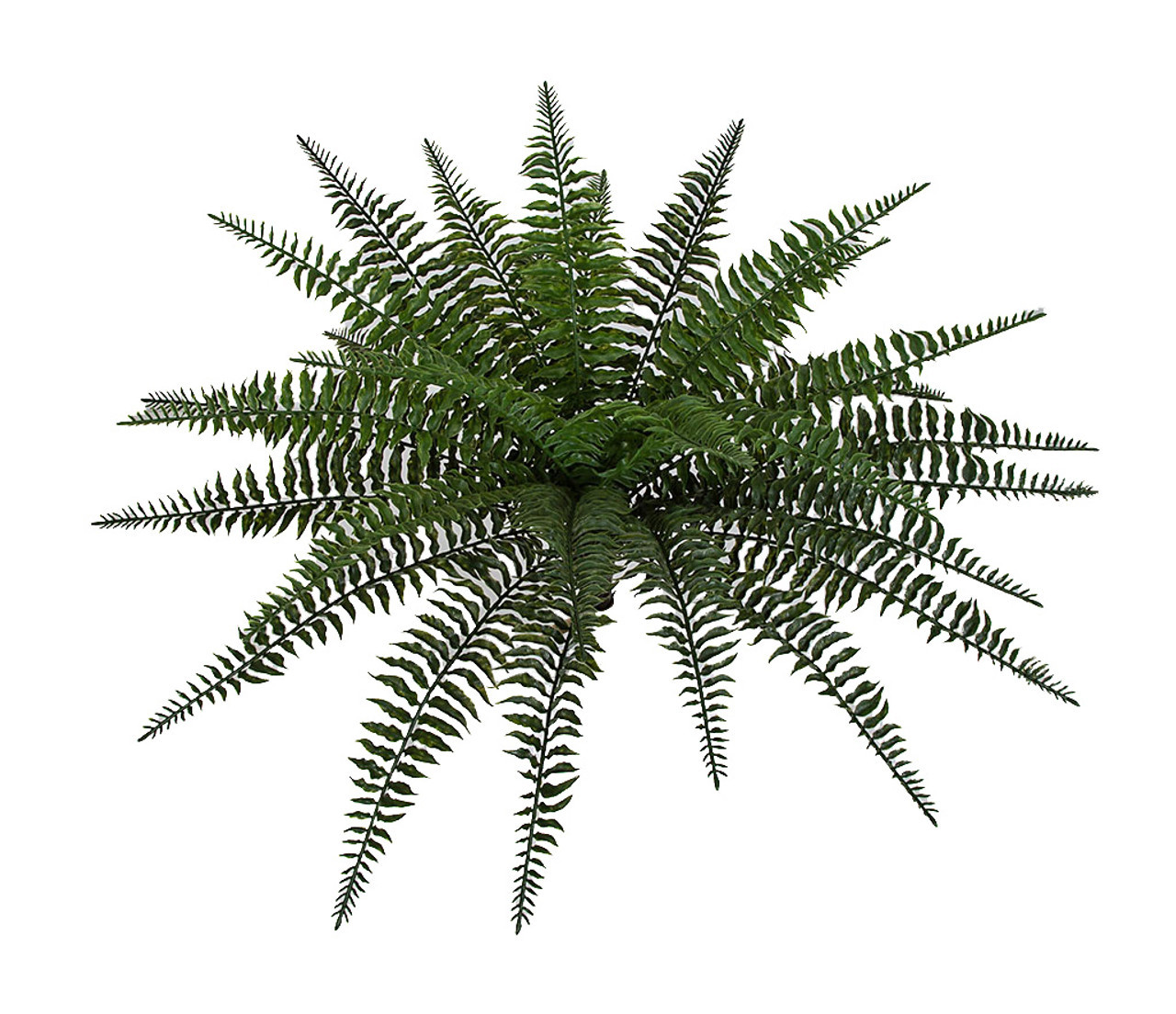 23 Inch Outdoor Boston Fern