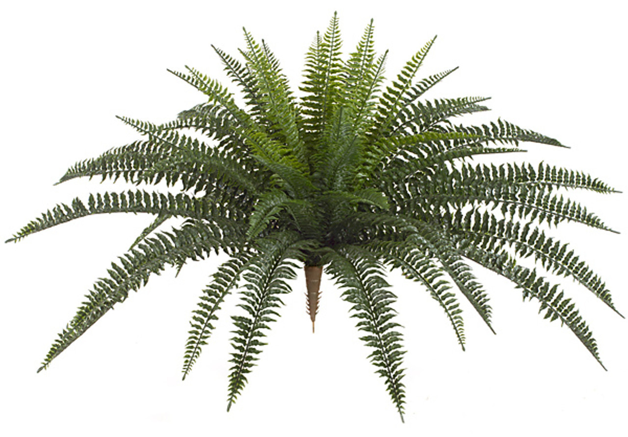 30 Inch Outdoor Boston Fern