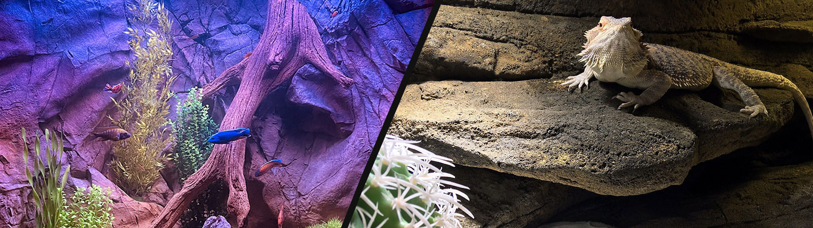 aquarium and reptile enclosure featuring universal rocks products like logs, plants and rocks