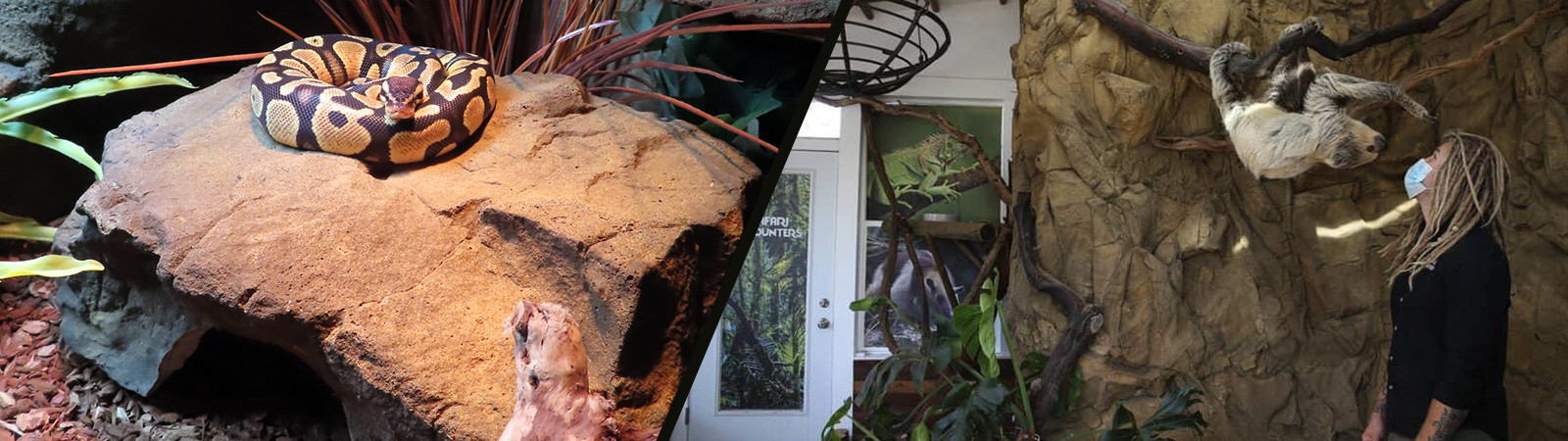 two zoo enclosures with a snake resting on a rock and a sloth handing from a tree limb