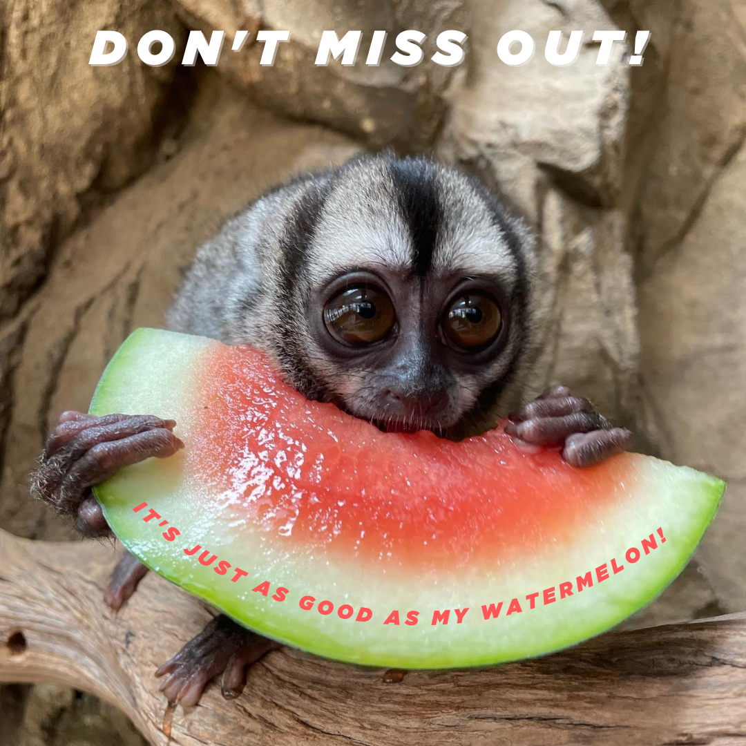 exotic monkey eating watermelon slice