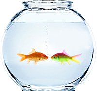 goldfish in small bowl looking at eachother