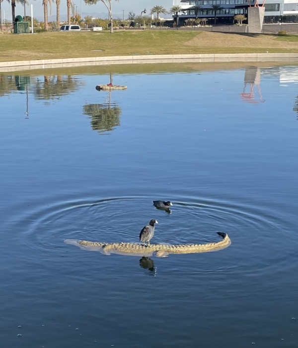 floating alligator for pond