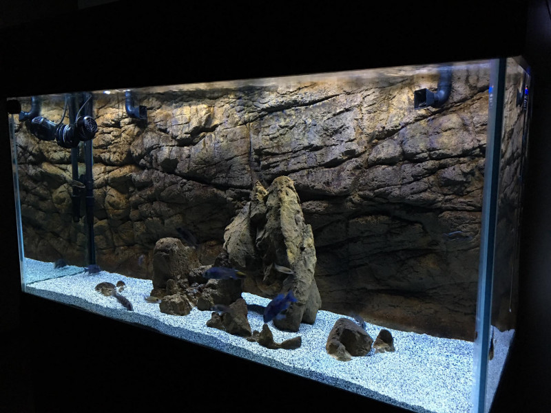 artificial rocks in empty fish tank