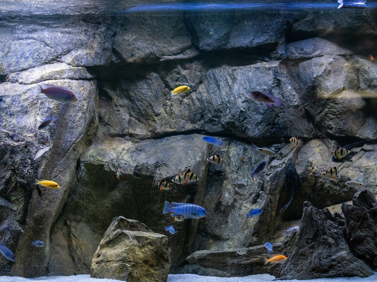 Malawi Rock - Custom